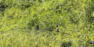 Balsaje Sol Naciente